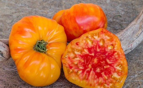 Pomodoro stellato - pomodoro,